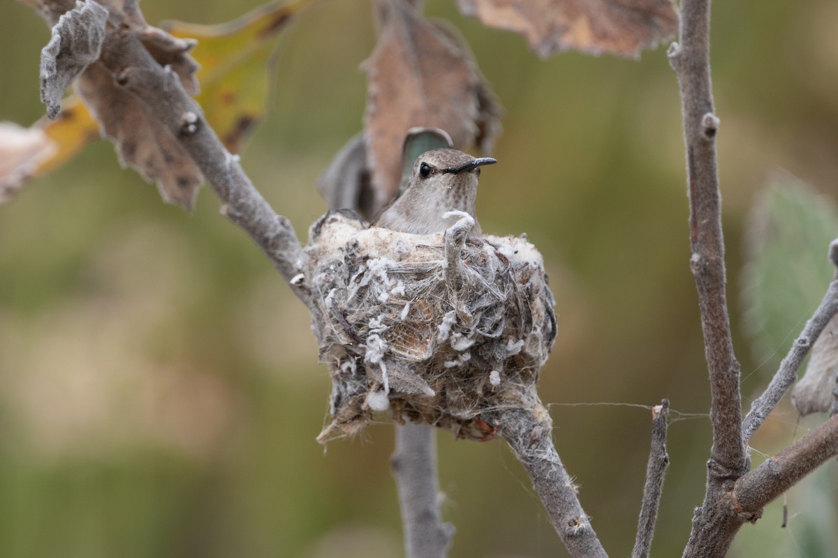 Black-chinned Hummingbird - ML619778396