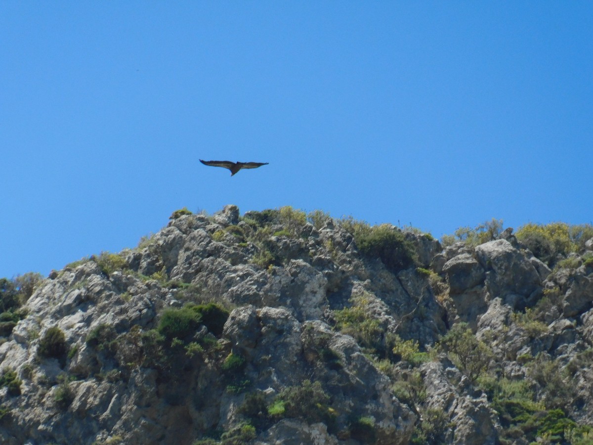 Eurasian Griffon - Beba Ugrenovic