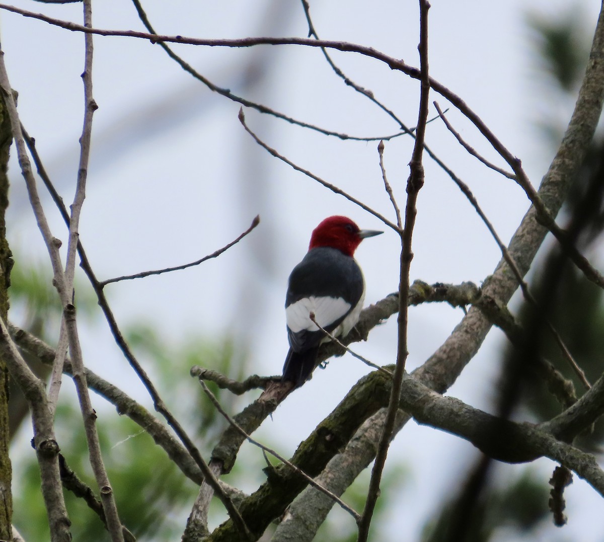 Red-headed Woodpecker - ML619778407
