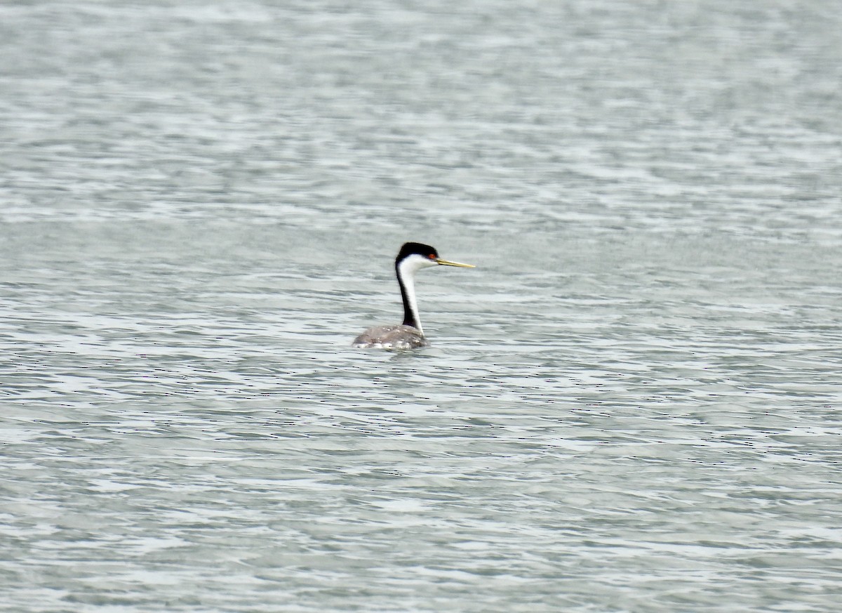 Western Grebe - ML619778415