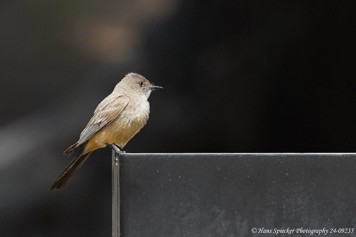 Say's Phoebe - ML619778423