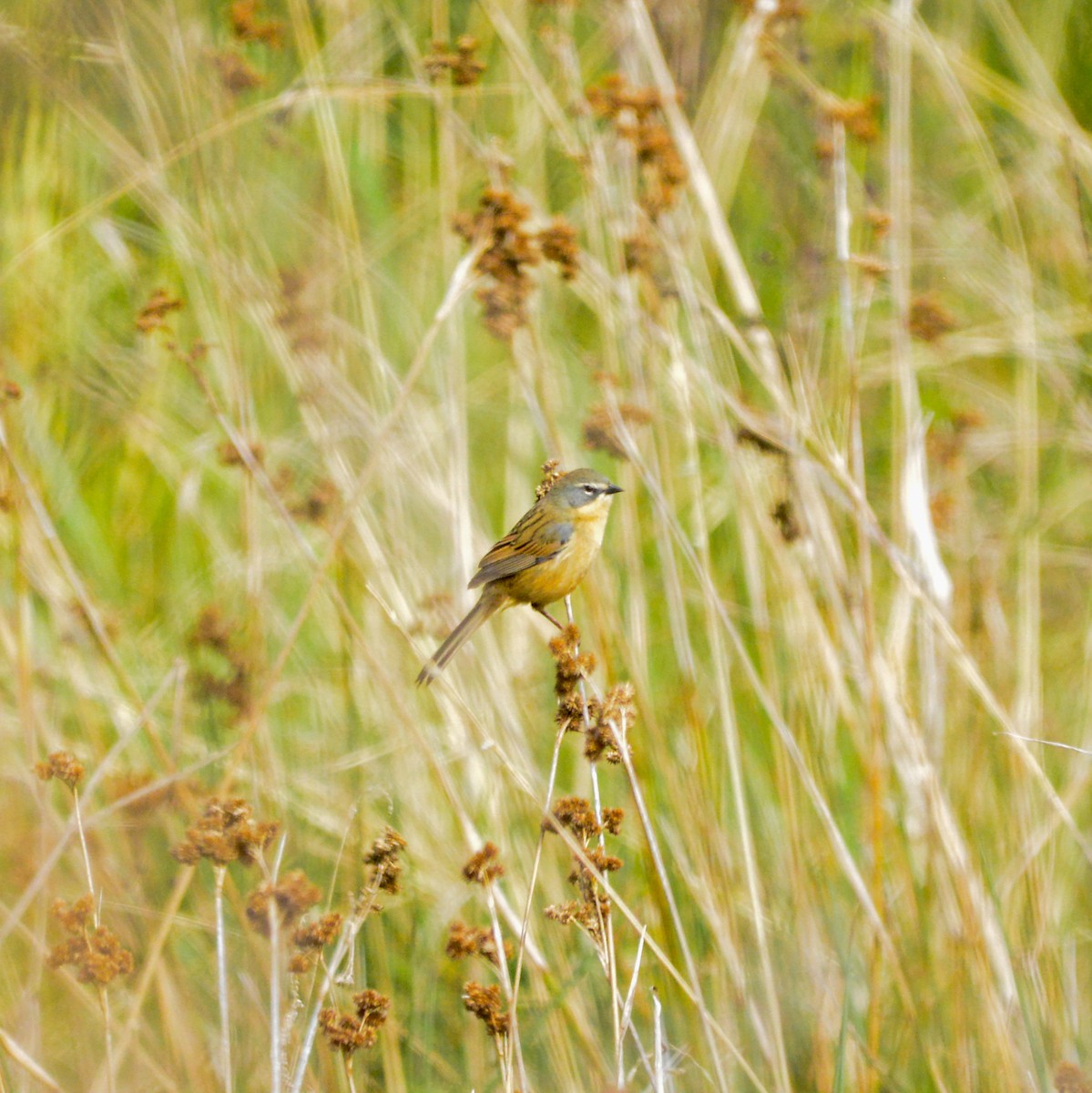 Long-tailed Reed Finch - ML619778427