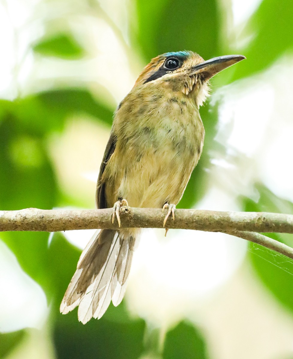 Zwergmotmot - ML619778431