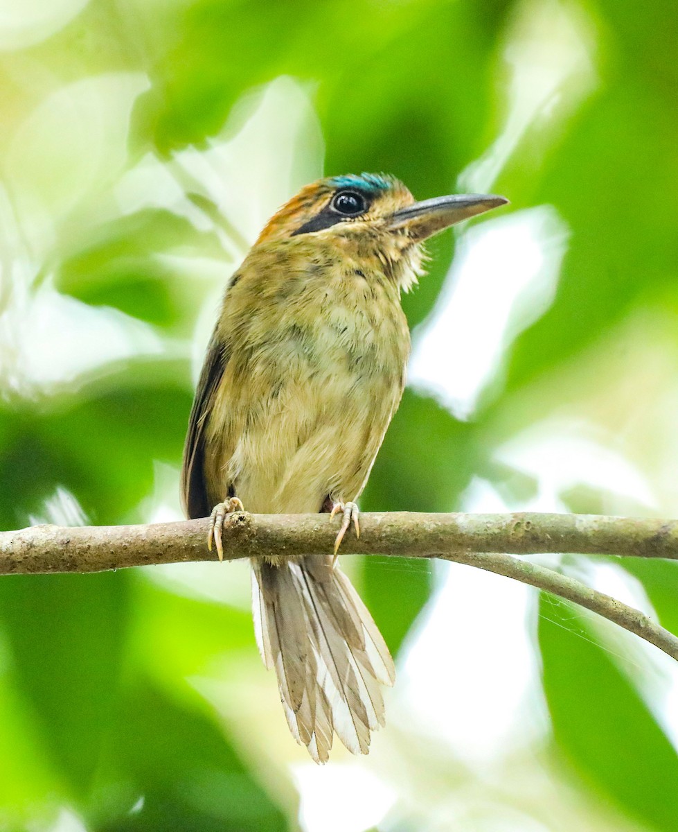 Tody Motmot - ML619778432