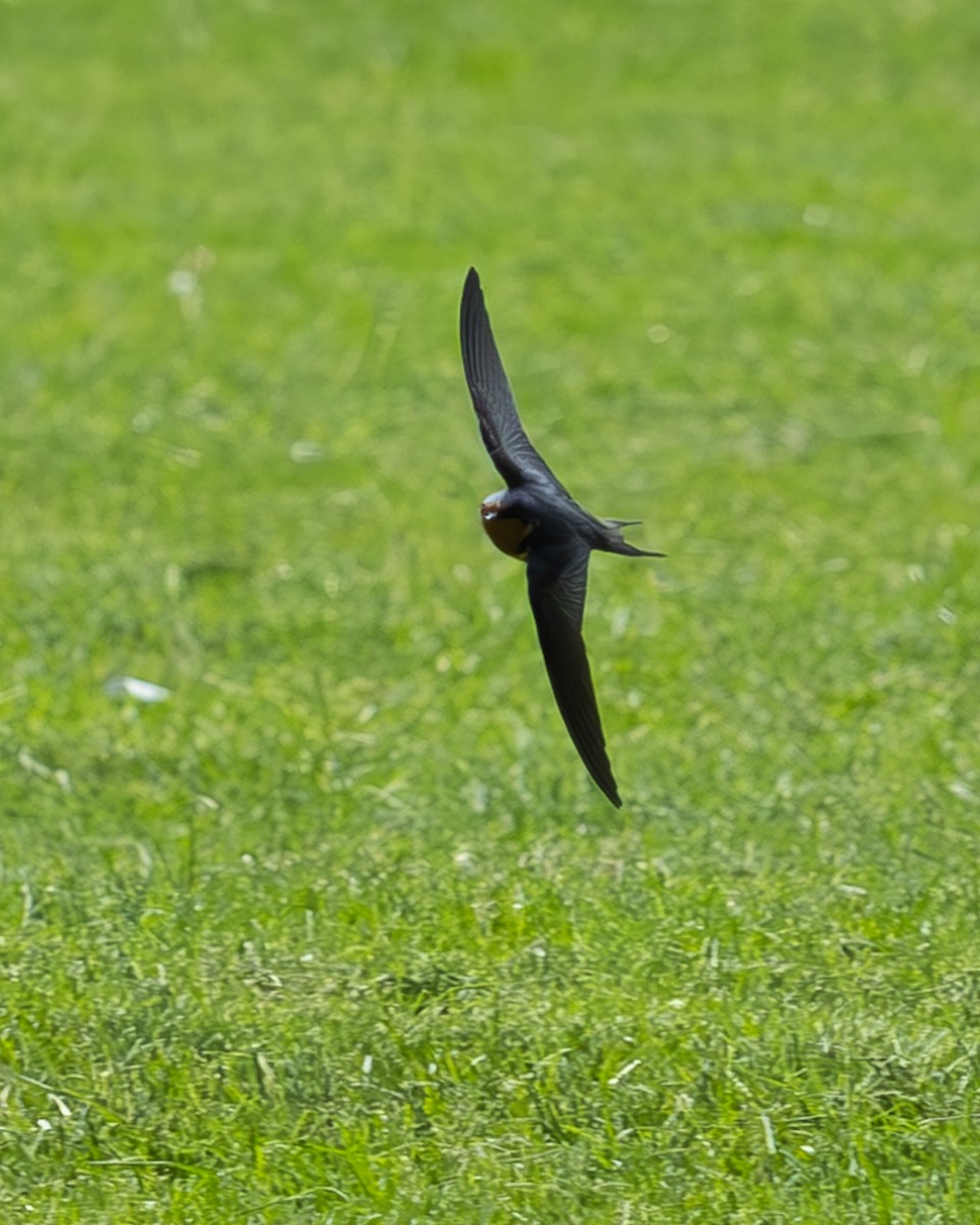 Barn Swallow - Martin Mau