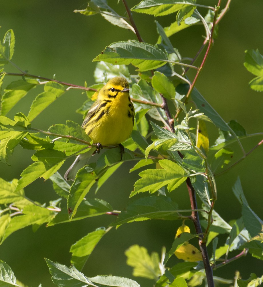 Prairie Warbler - ML619778460