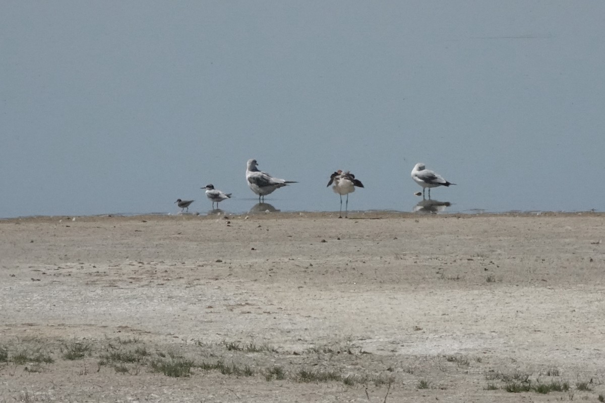 Forster's Tern - ML619778468