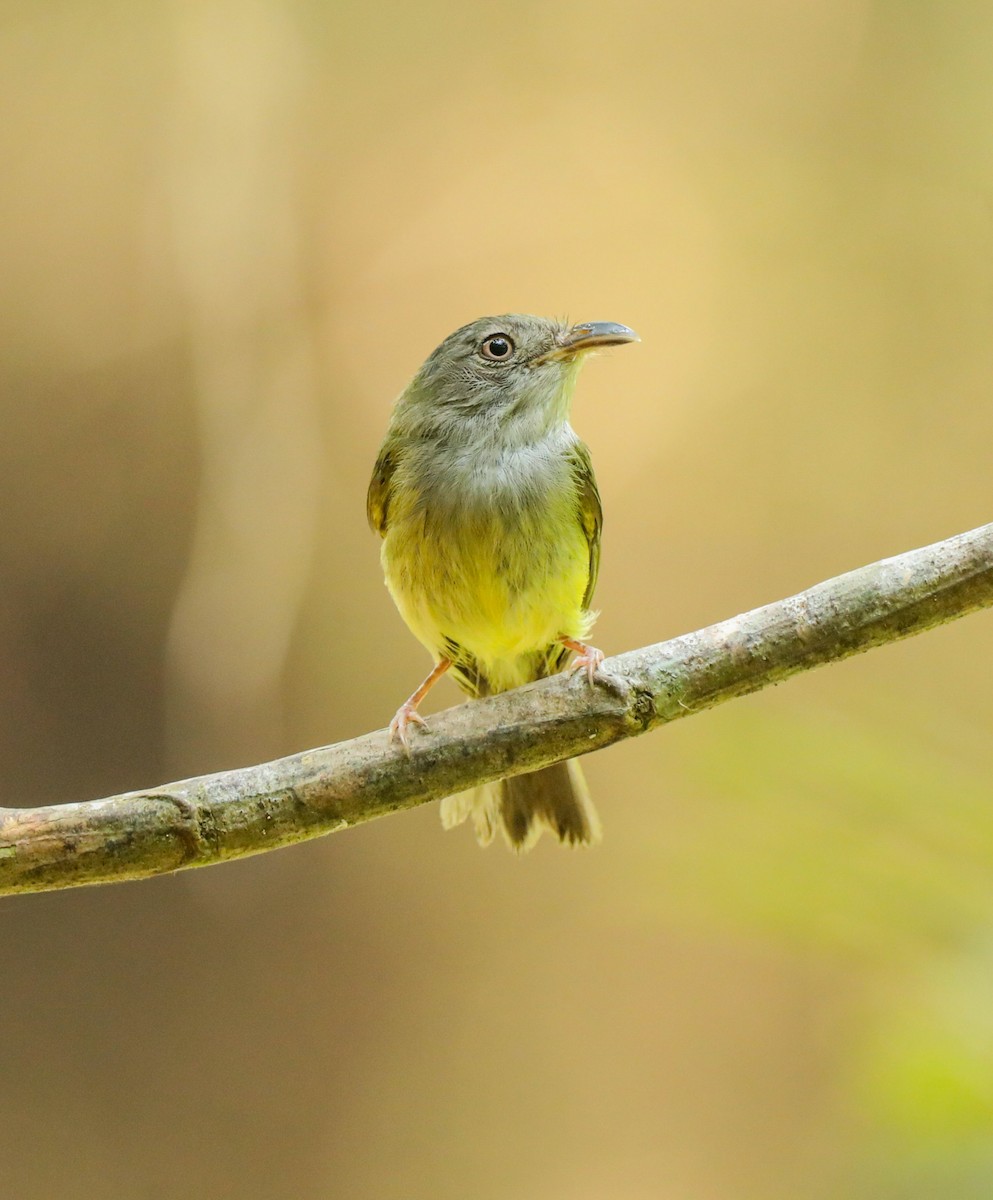 Northern Bentbill - ML619778472