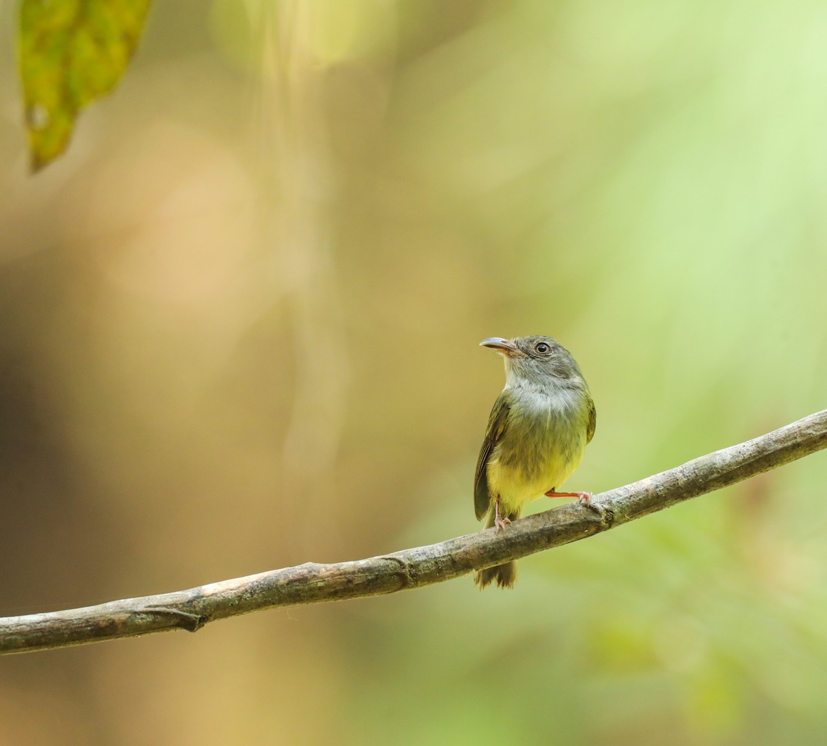 Northern Bentbill - ML619778474