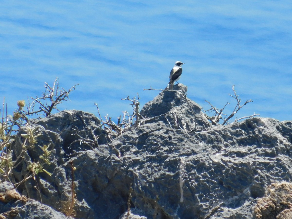 Eastern Black-eared Wheatear - ML619778479