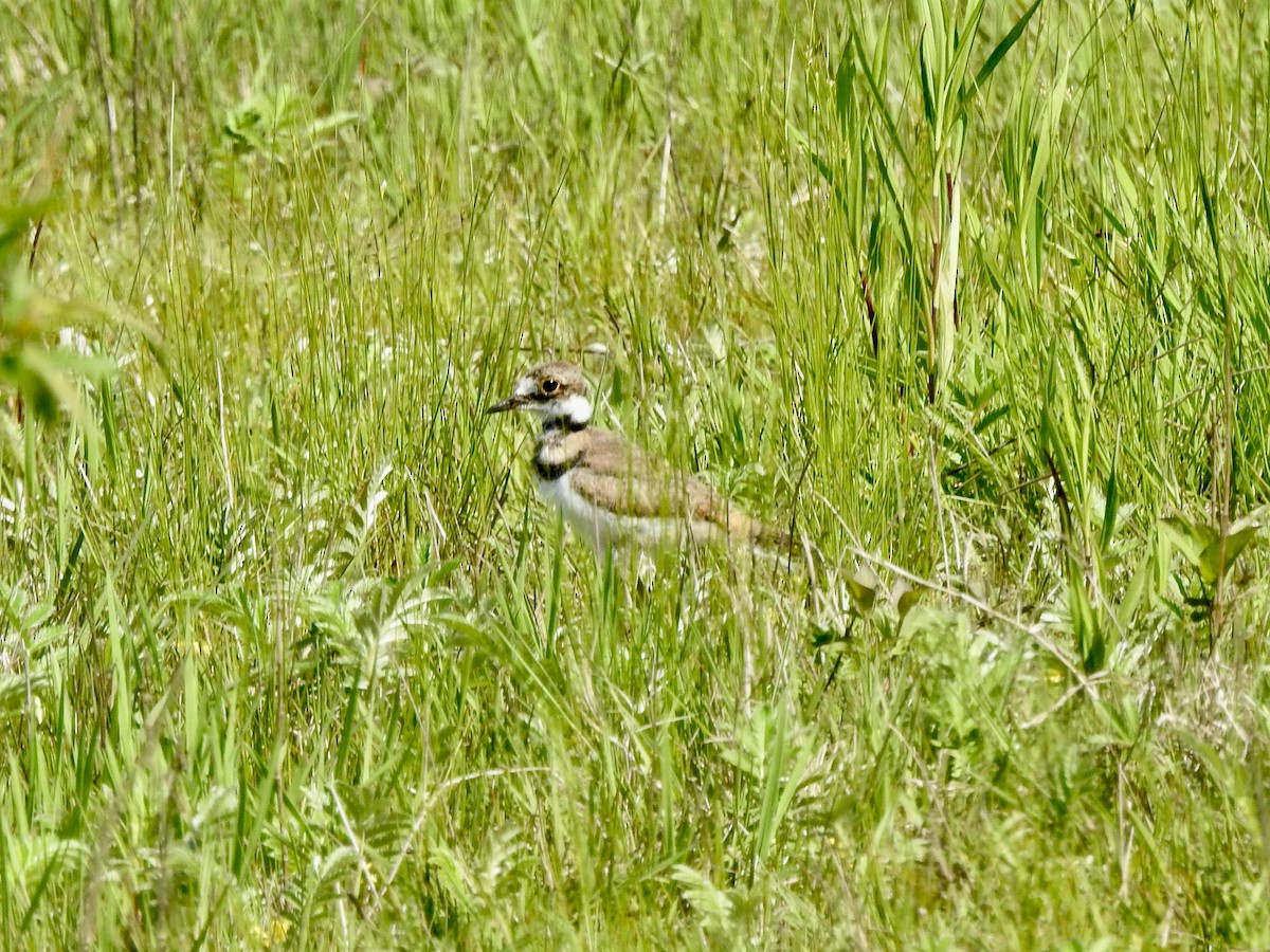 Killdeer - ML619778487