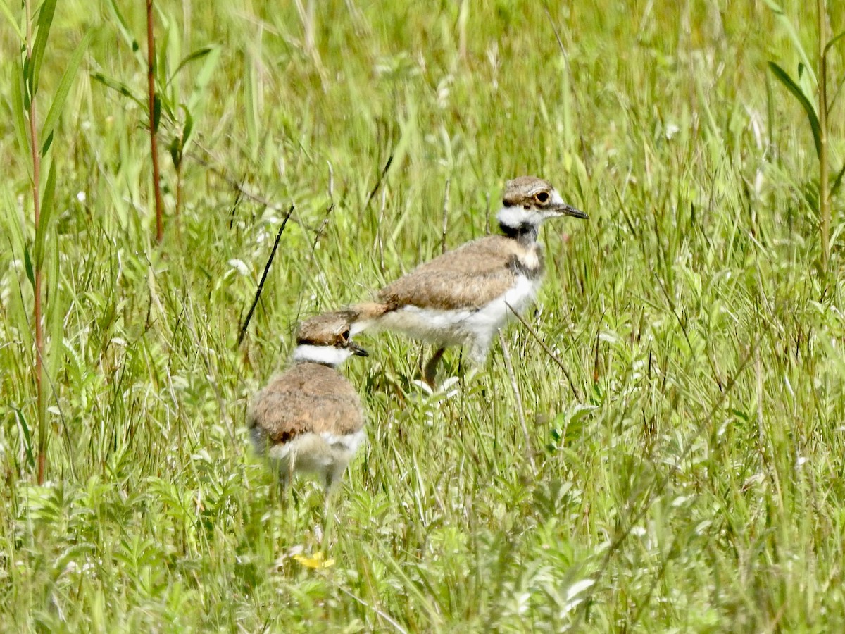 Killdeer - Noam Markus