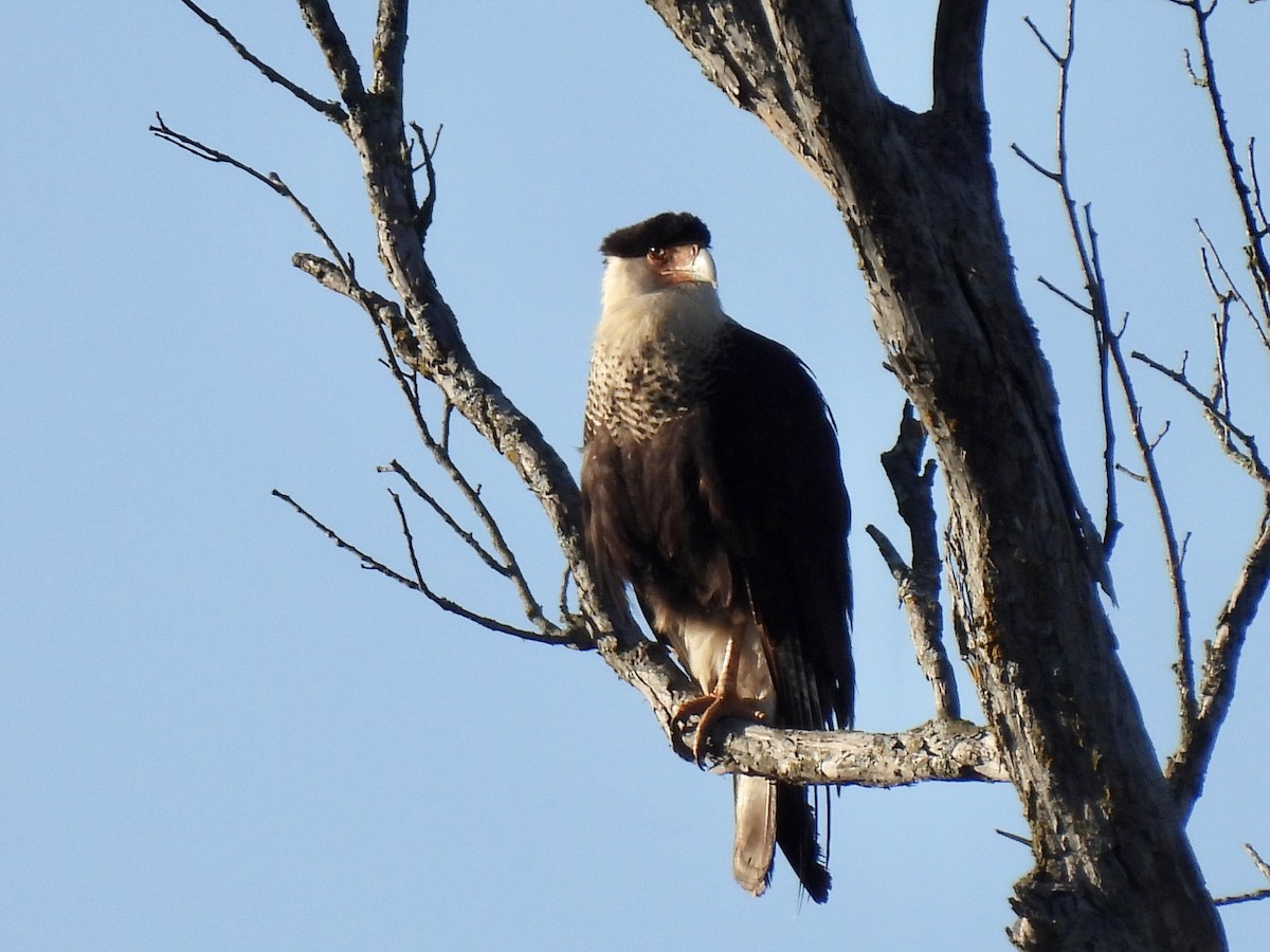 Crested Caracara - ML619778489