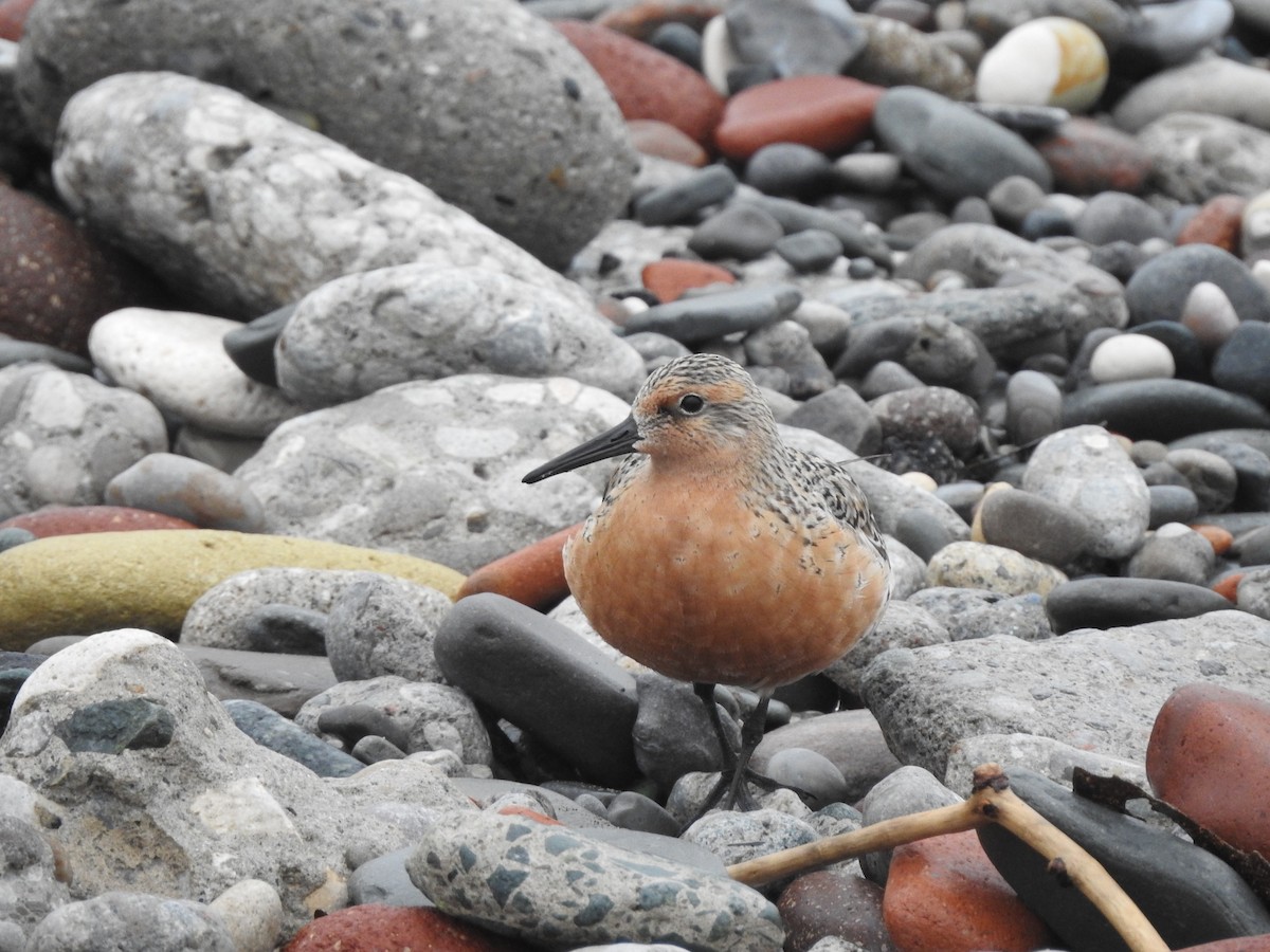 Red Knot - ML619778495