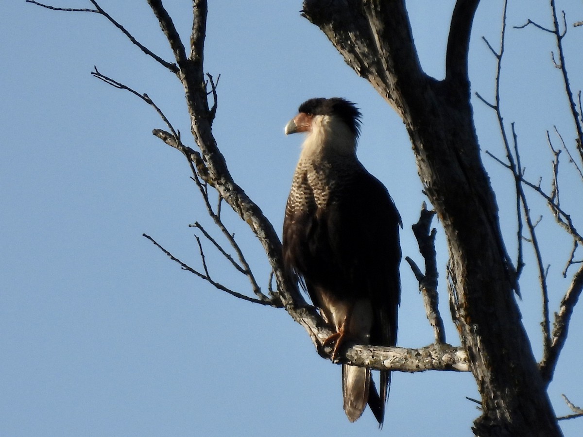 Crested Caracara - ML619778505