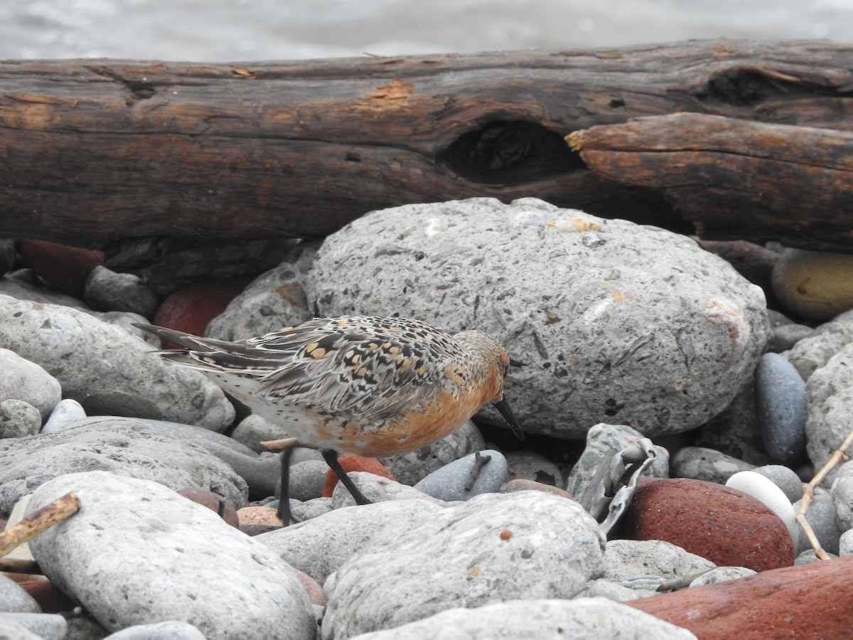 Red Knot - ML619778510