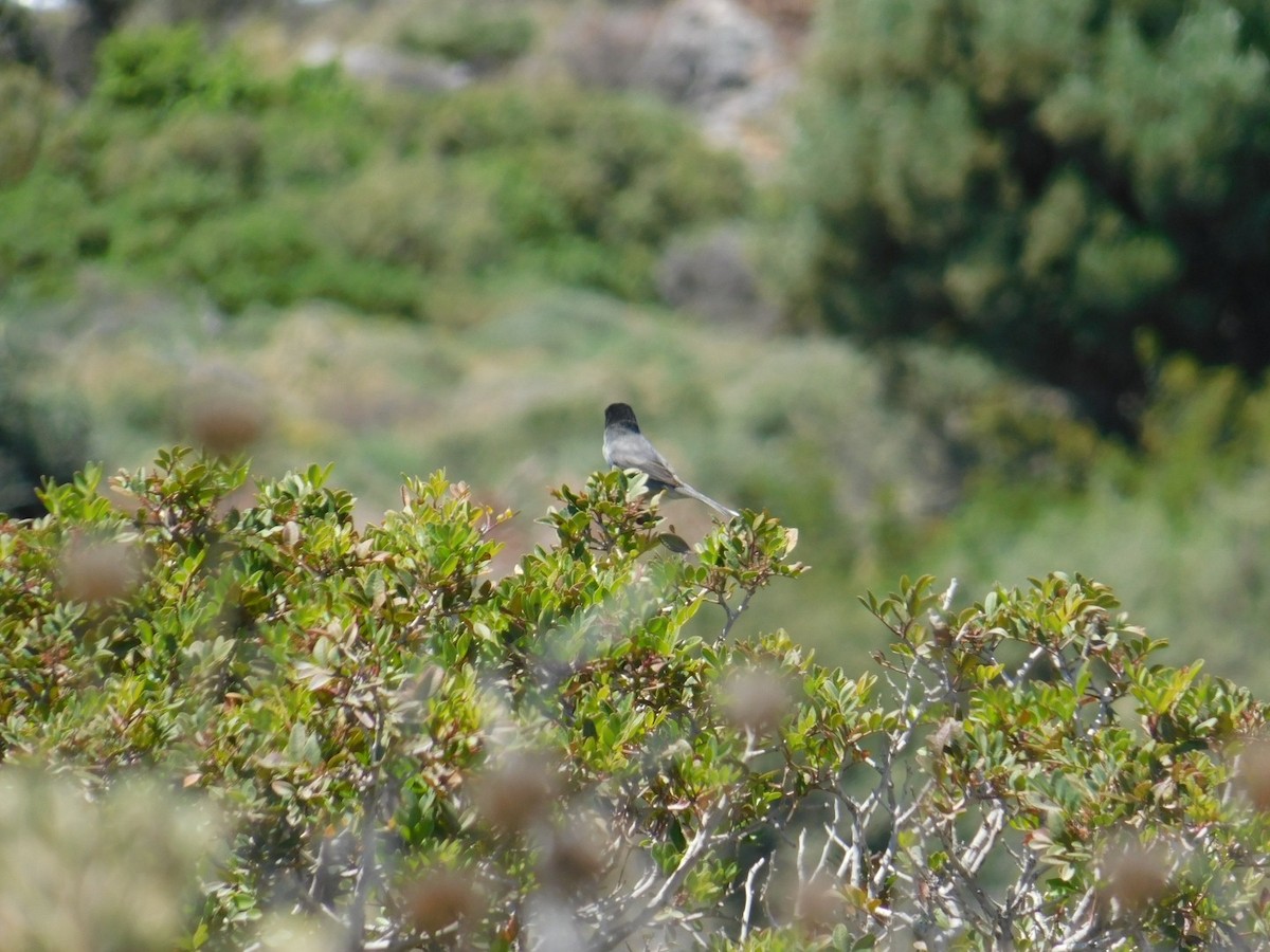 Sardinian Warbler - ML619778525
