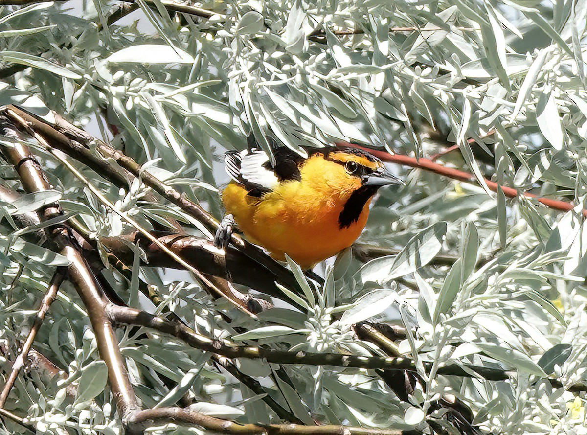 ML619778559 - Bullock's Oriole - Macaulay Library