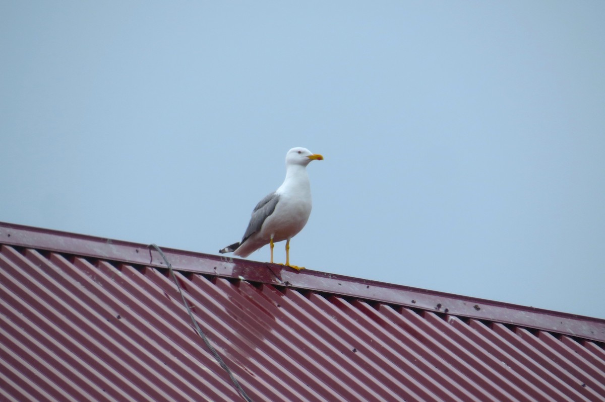 Gaviota Patiamarilla - ML619778566