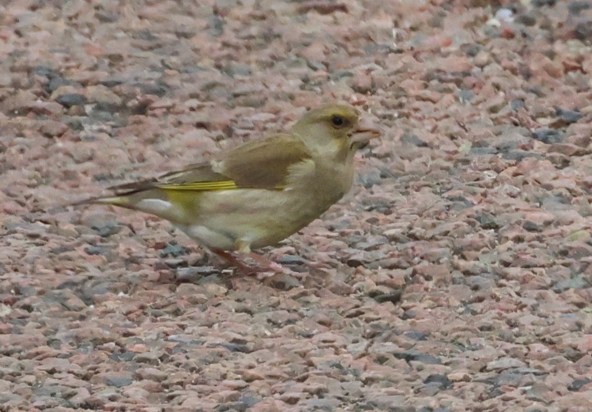 European Greenfinch - ML619778578