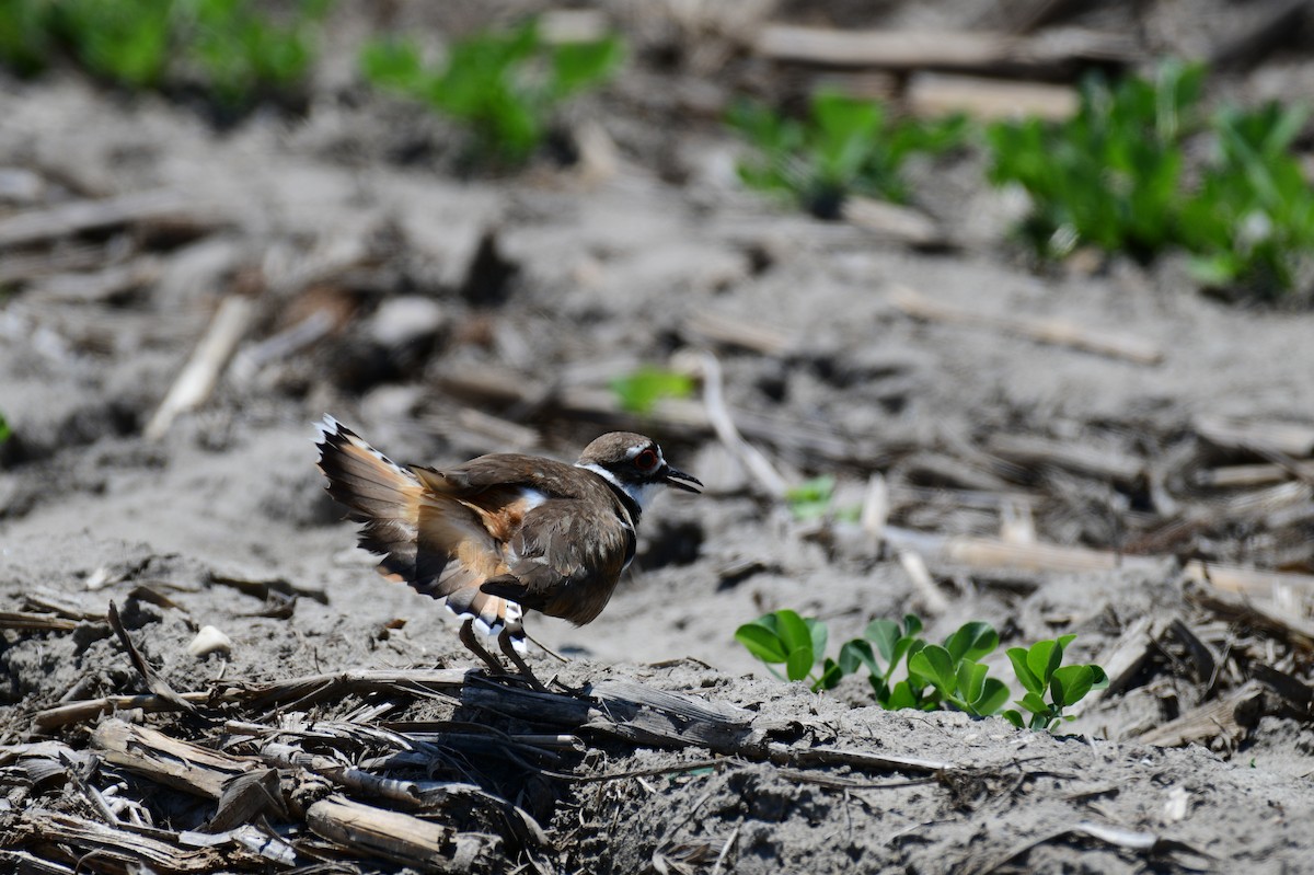 Killdeer - ML619778610