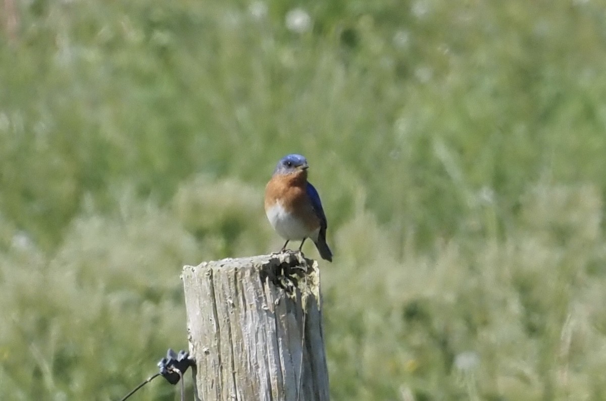 Eastern Bluebird - ML619778666