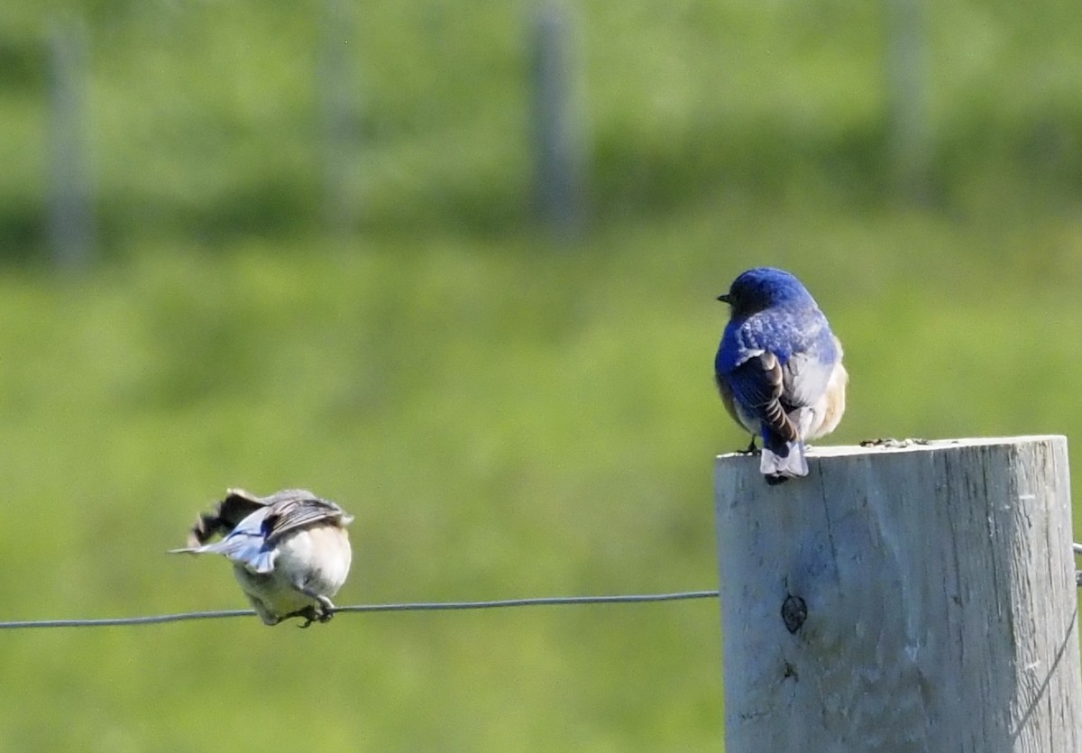 Eastern Bluebird - ML619778667