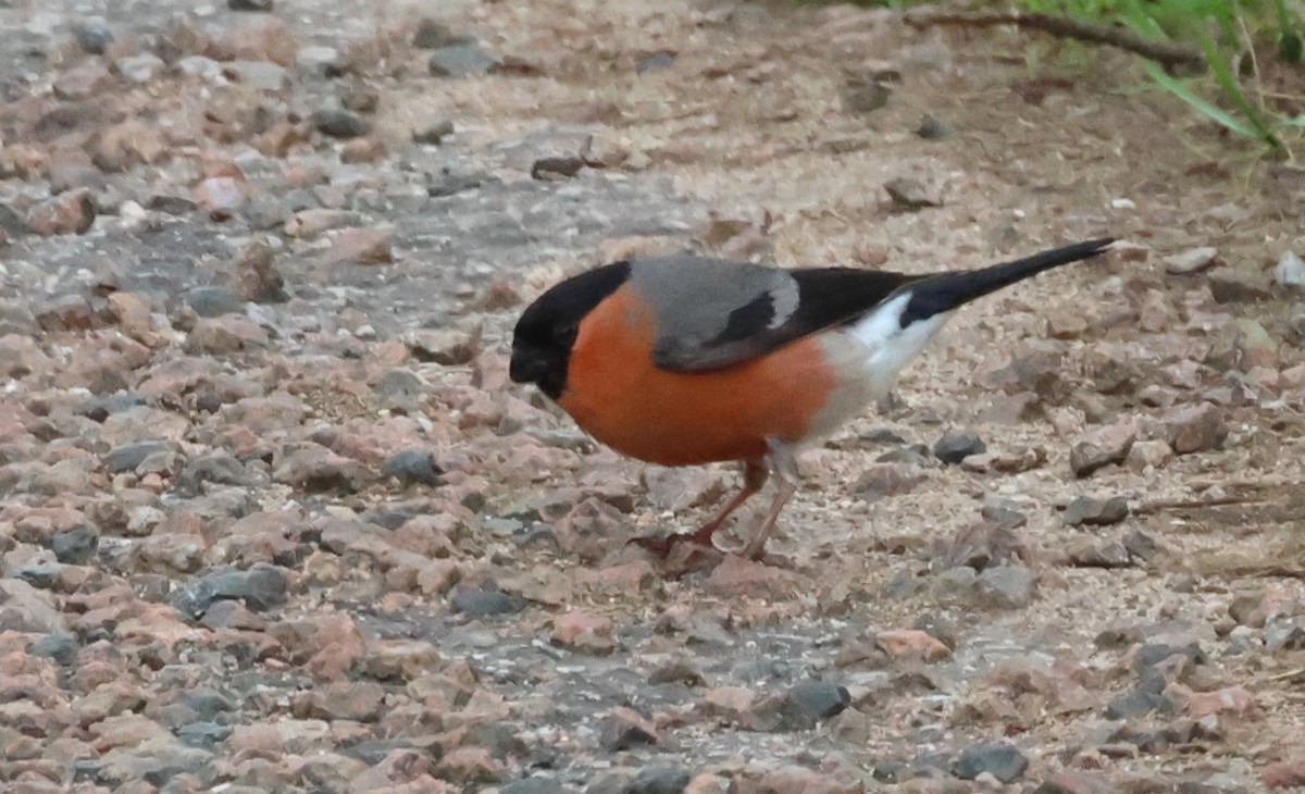 Eurasian Bullfinch - ML619778671