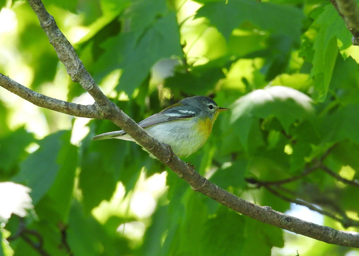 Northern Parula - ML619778684