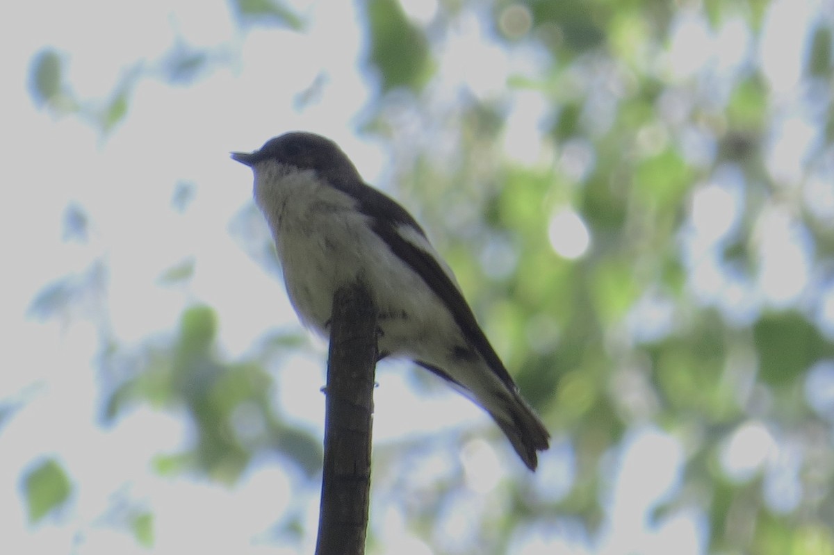 European Pied Flycatcher - ML619778689