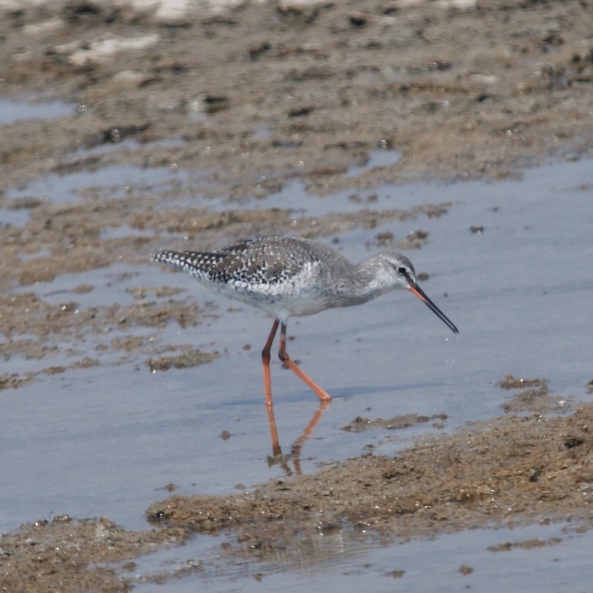 Spotted Redshank - ML619778698