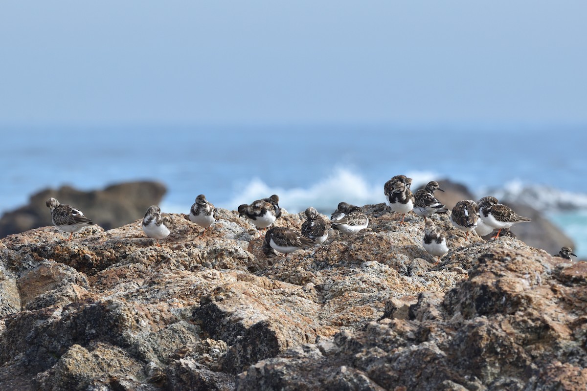 Ruddy Turnstone - ML619778702