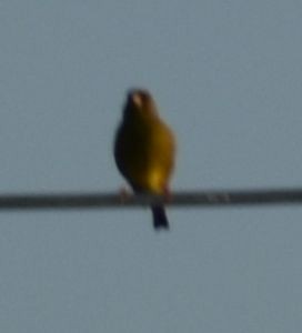 European Greenfinch - ML619778704