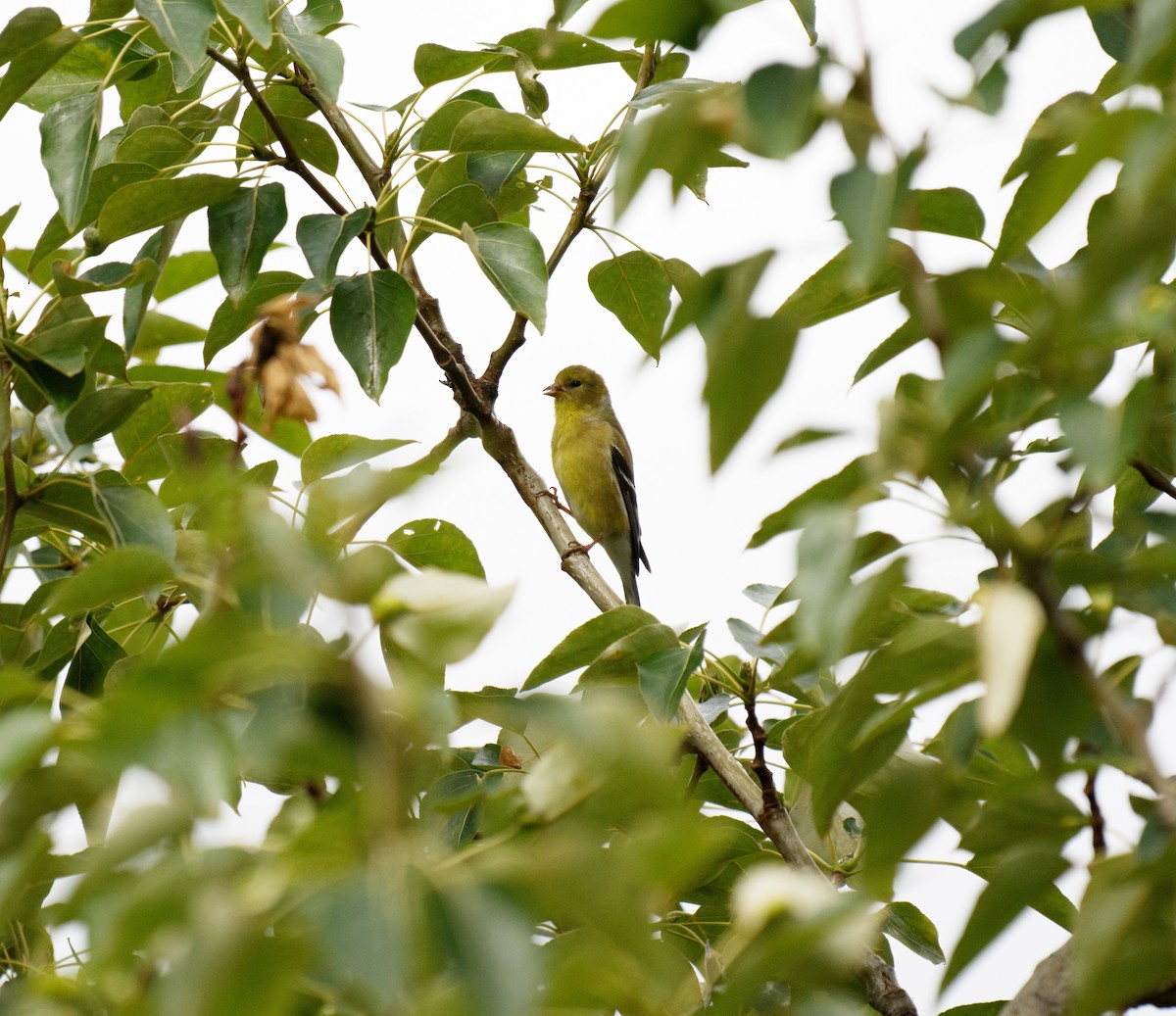 Chardonneret jaune - ML619778710