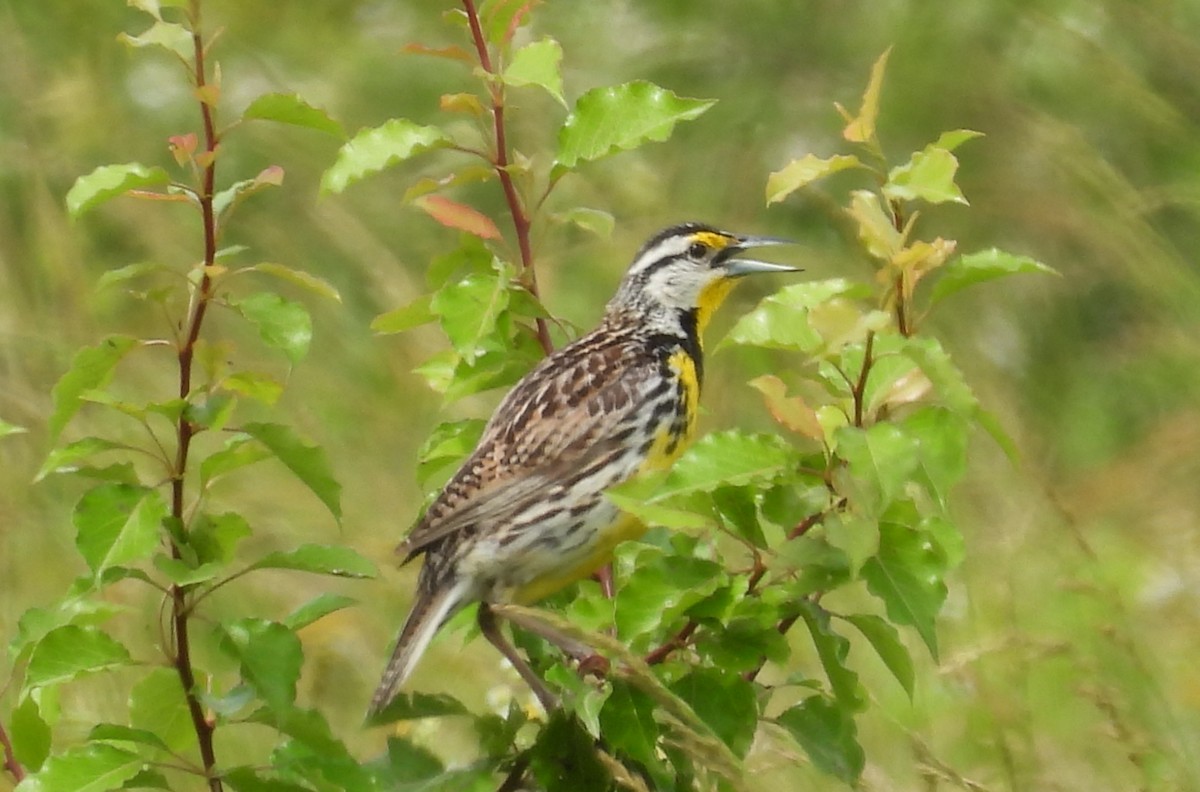 Eastern Meadowlark - ML619778718