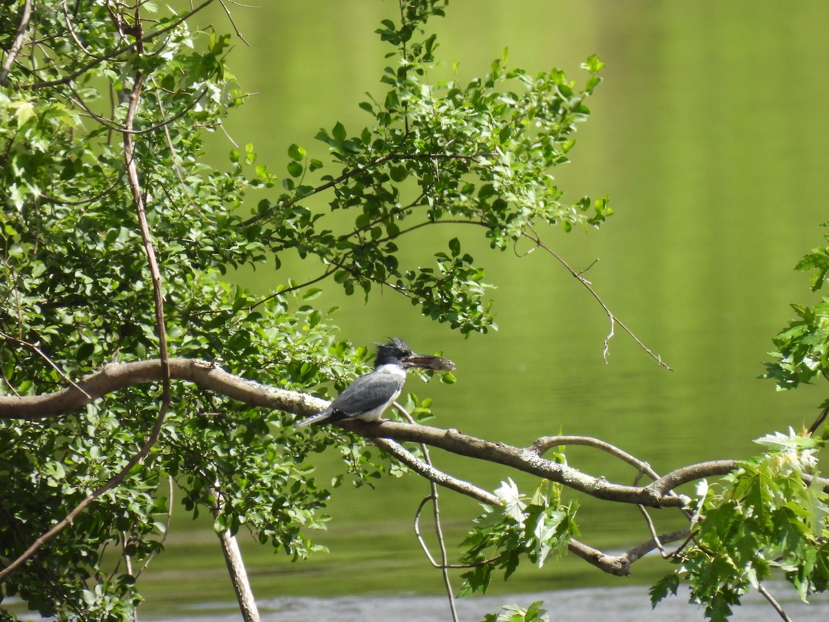 Belted Kingfisher - ML619778719