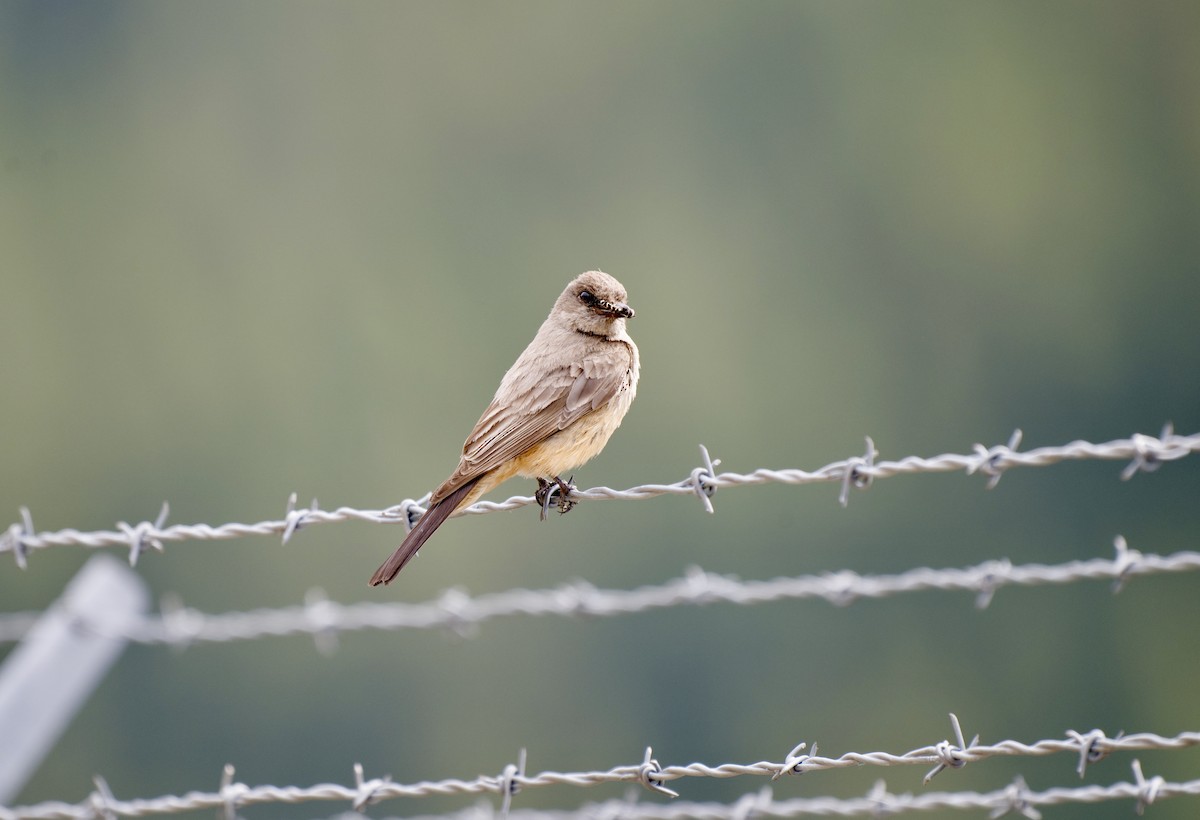 Say's Phoebe - ML619778720