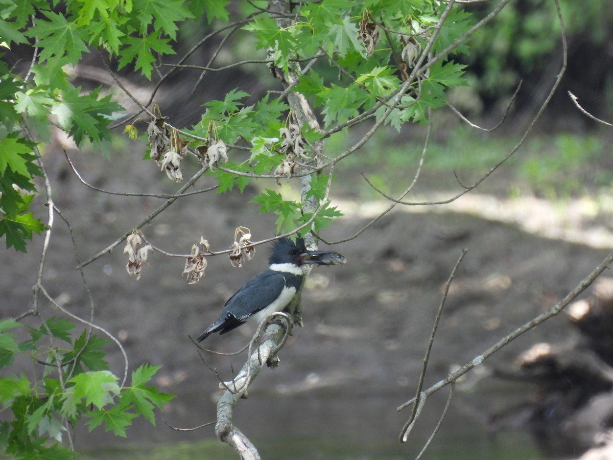 Belted Kingfisher - ML619778729