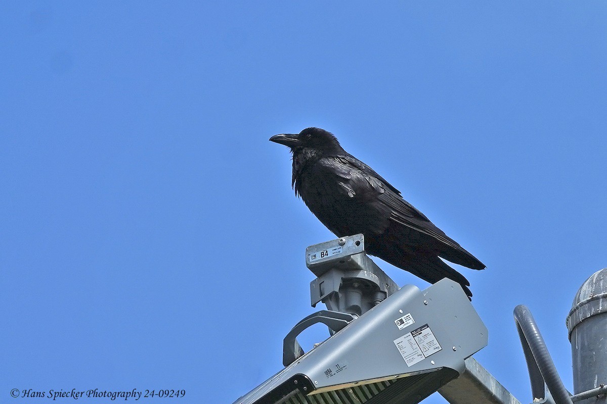 Common Raven - ML619778736