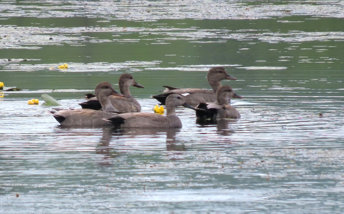 Gadwall - ML619778737