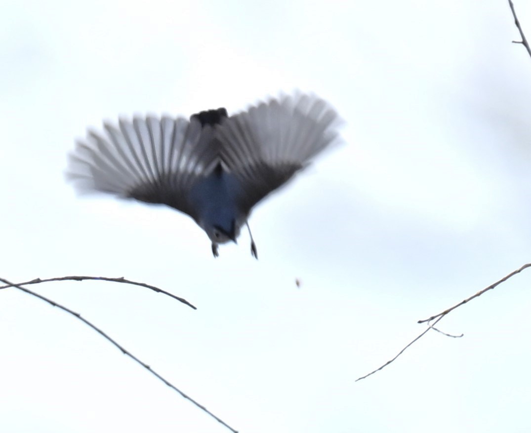 Blue-gray Gnatcatcher - ML619778747