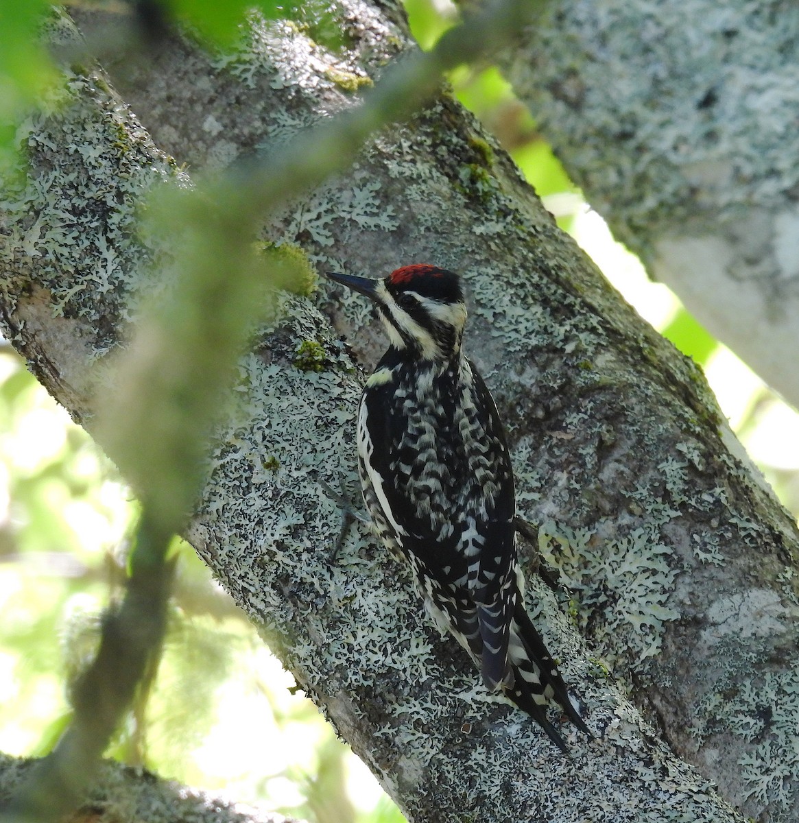 Yellow-bellied Sapsucker - ML619778750