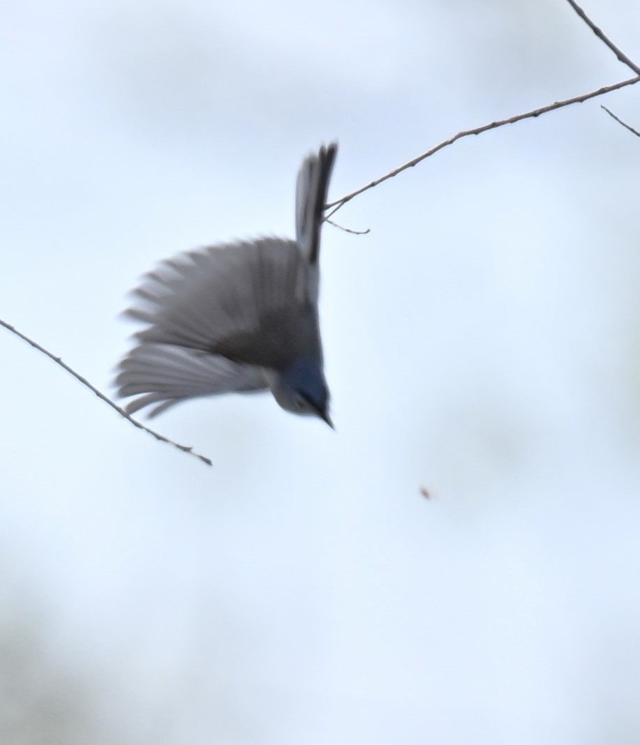 Blue-gray Gnatcatcher - ML619778754