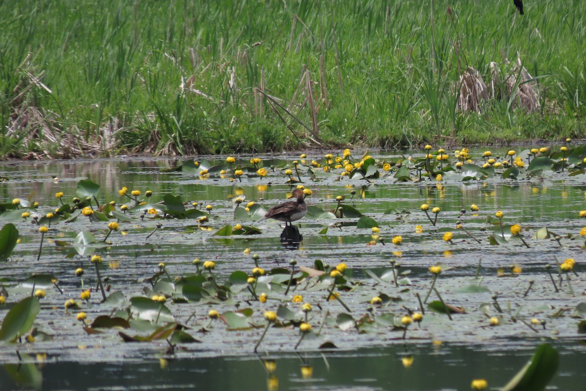 Wood Duck - ML619778756