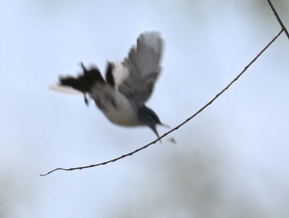 Blue-gray Gnatcatcher - ML619778758