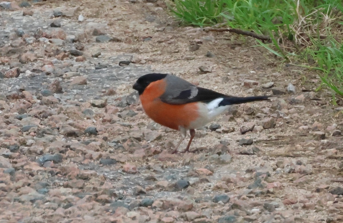 Eurasian Bullfinch - ML619778776