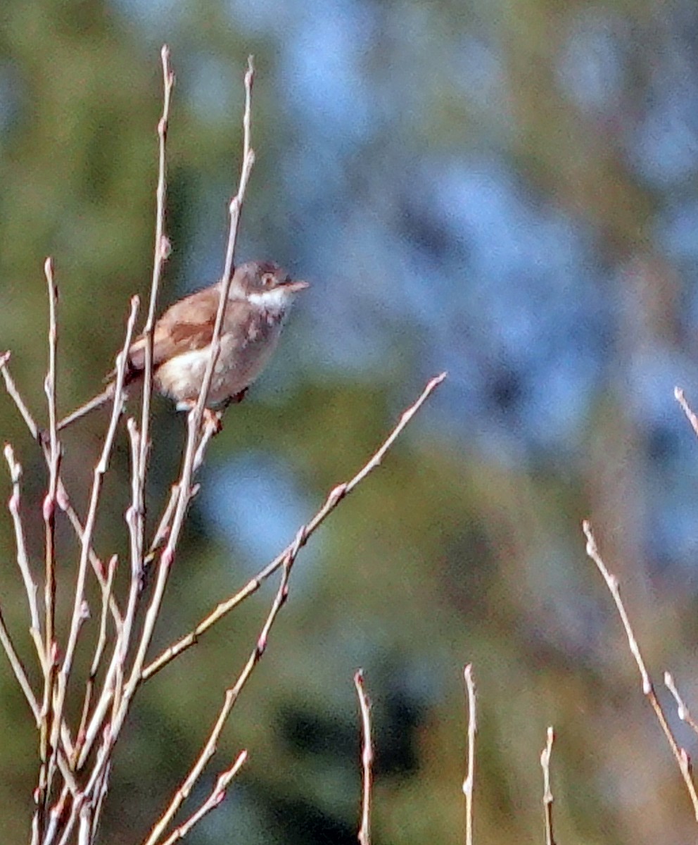 Greater Whitethroat - ML619778795