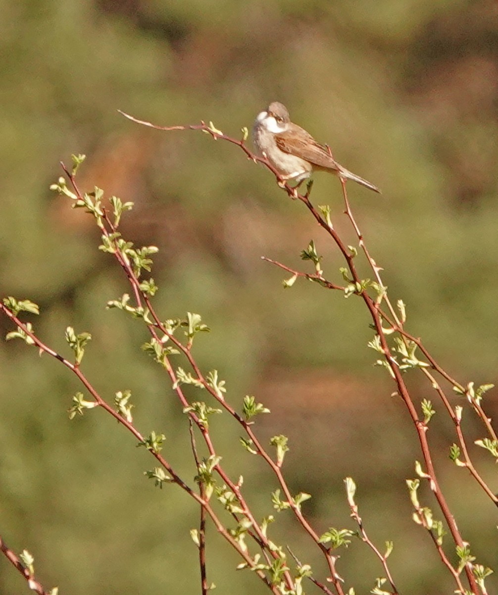 Greater Whitethroat - ML619778796