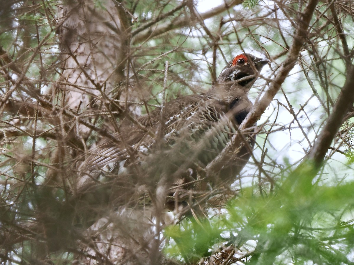 Spruce Grouse - ML619778799