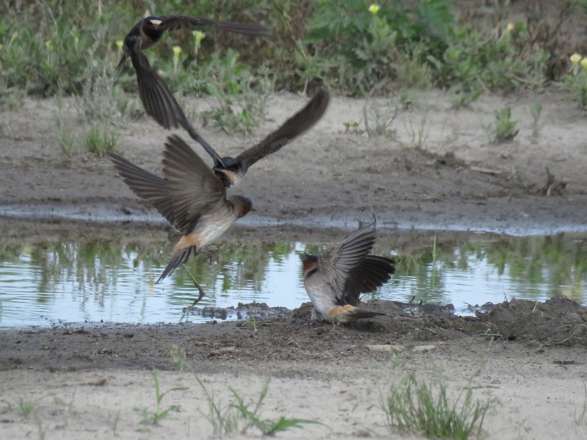 Cliff Swallow - ML619778837